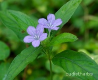 Ruellia strepens fullplant97.jpg